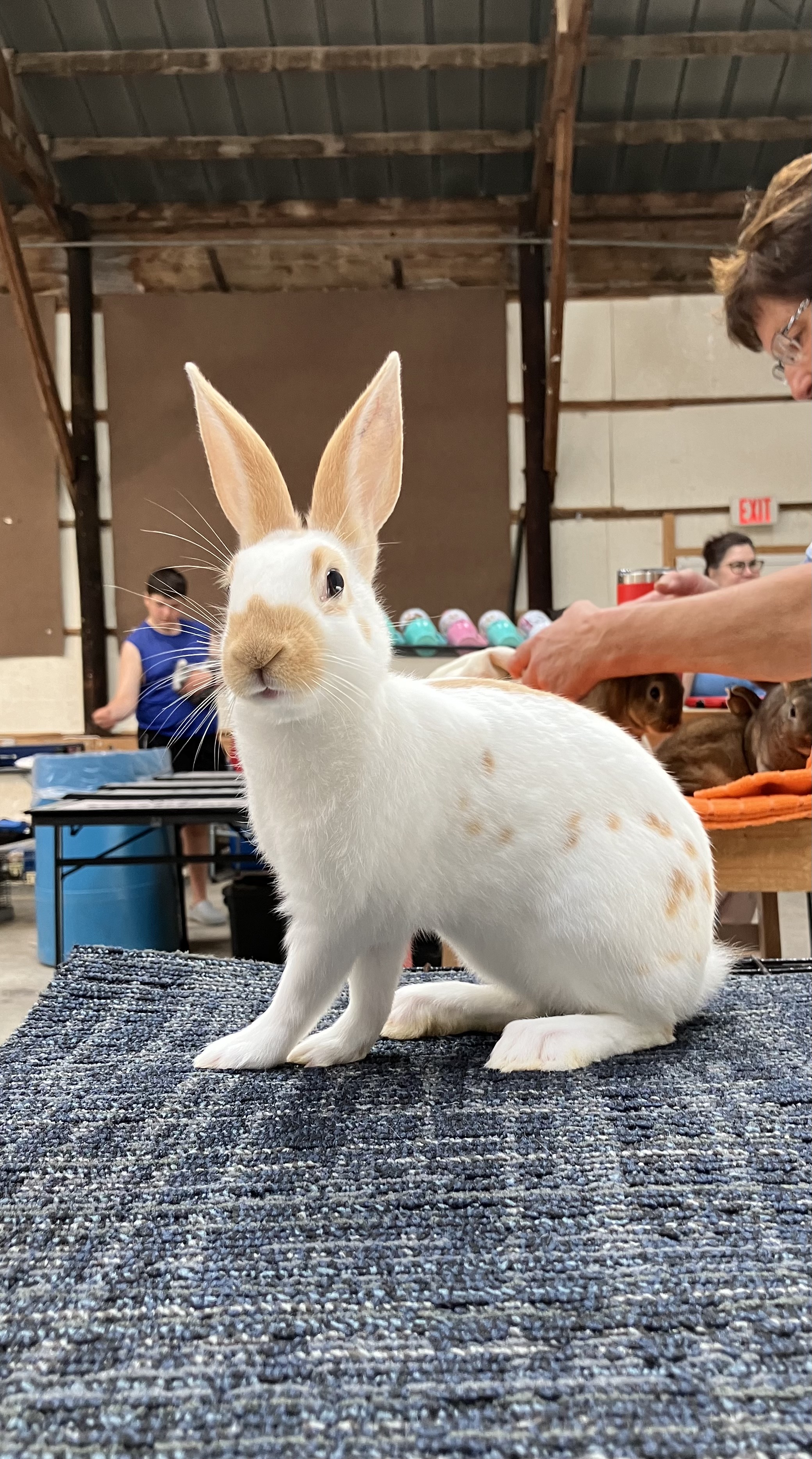 English Spot Rabbit Image