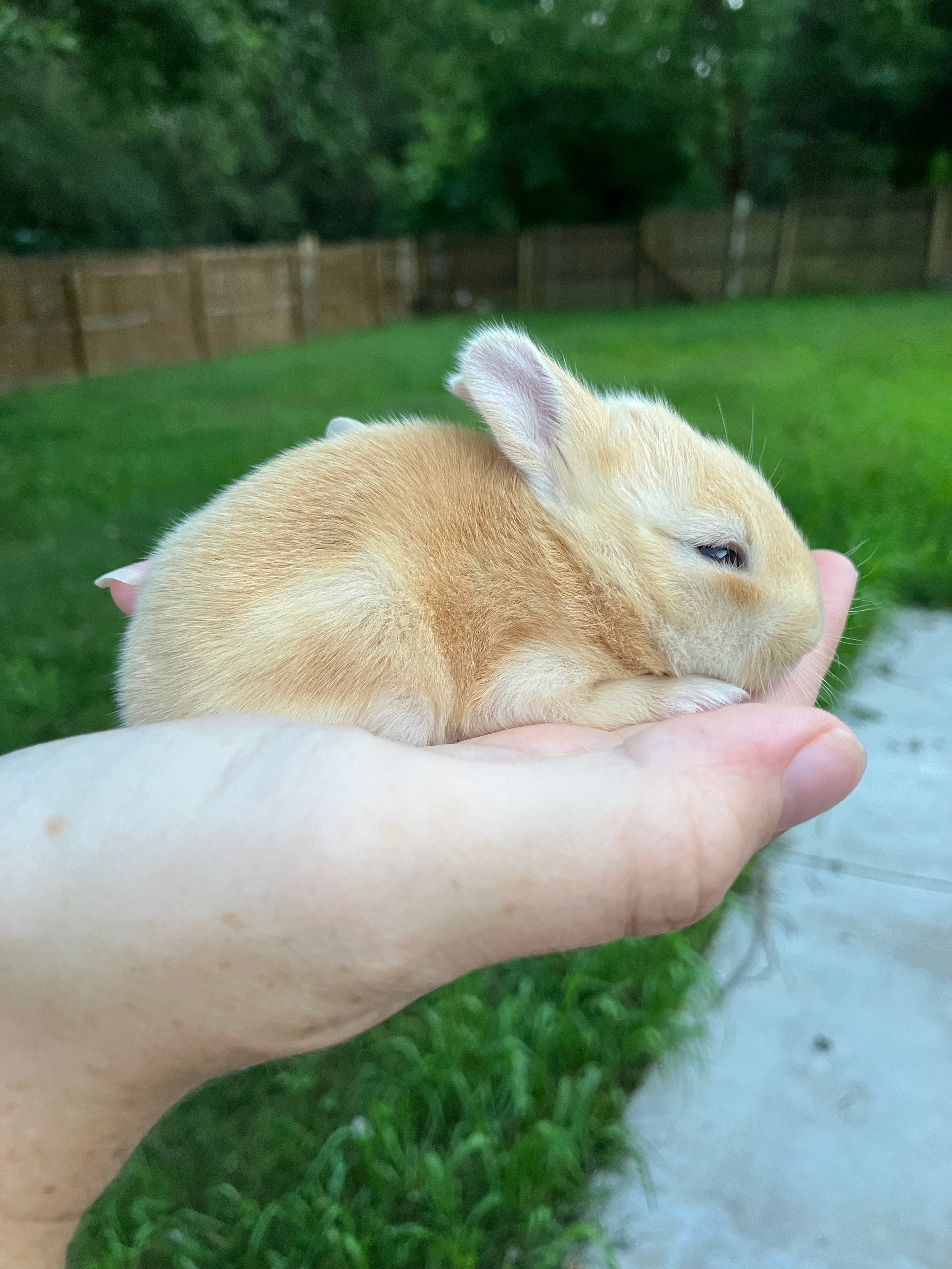 English Spot Rabbit Image