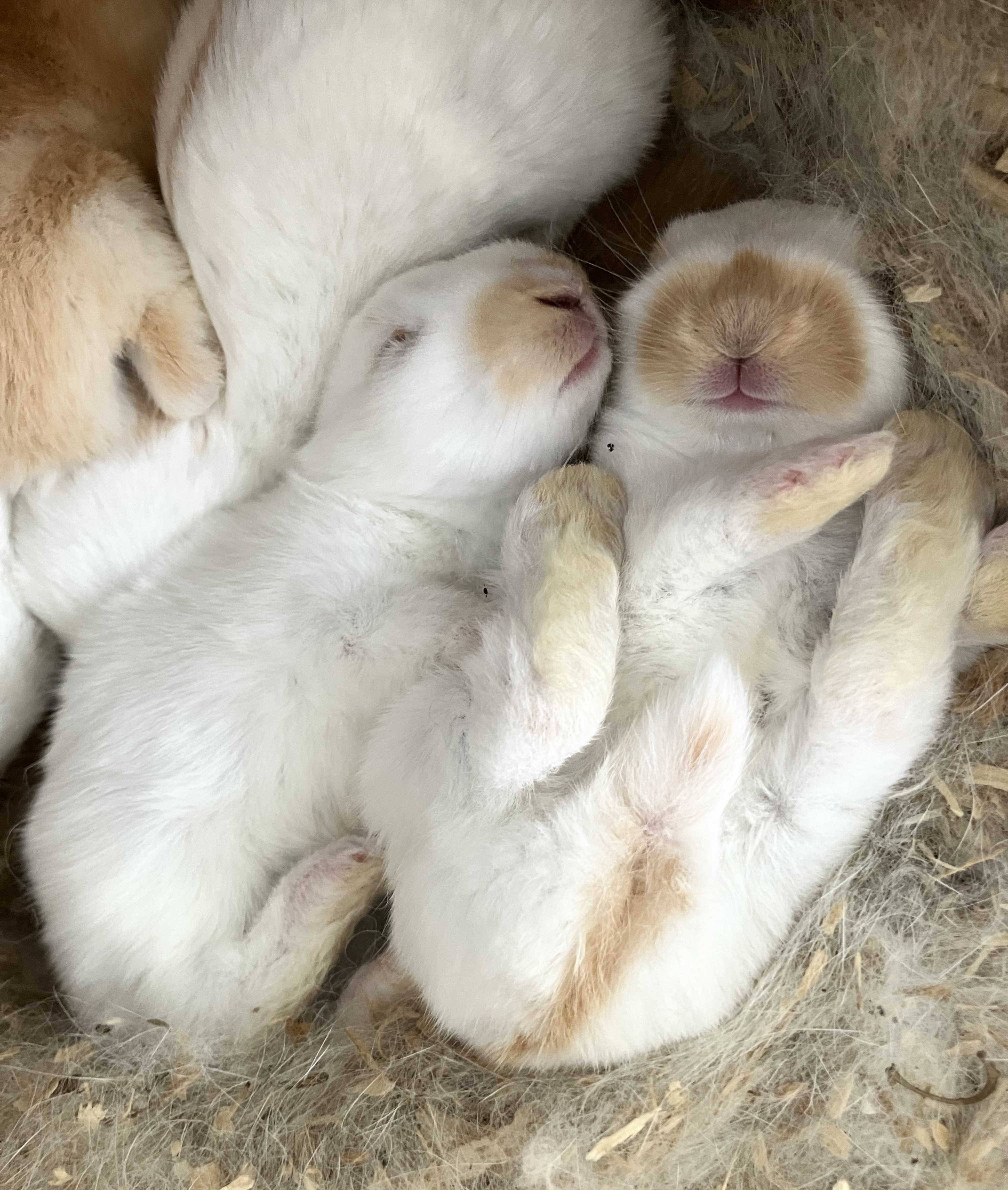 English Spot Rabbit Image