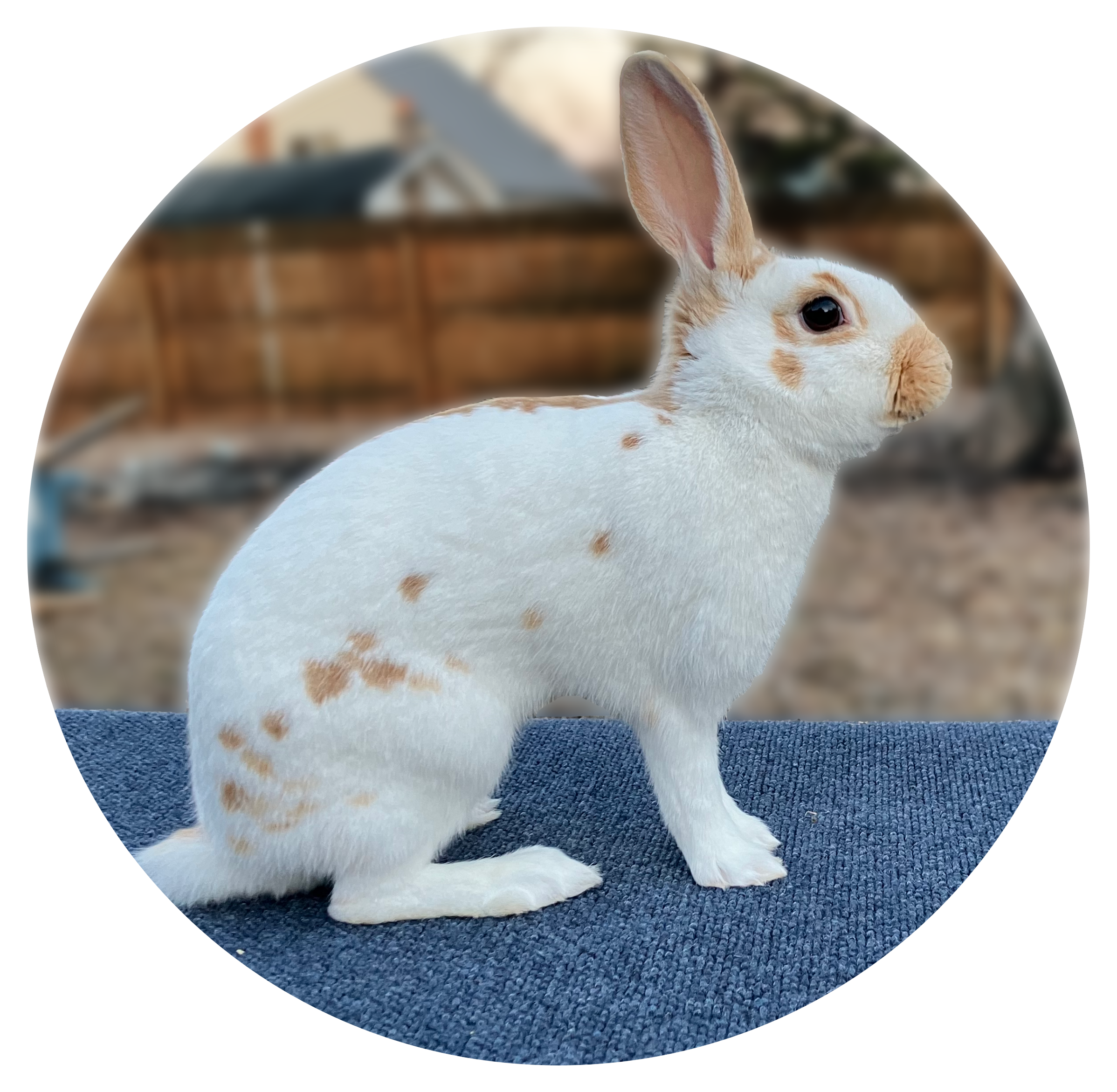 Gold English Spot Rabbit Image