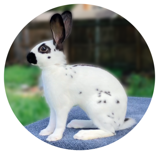 Black English Spot Rabbit Image
