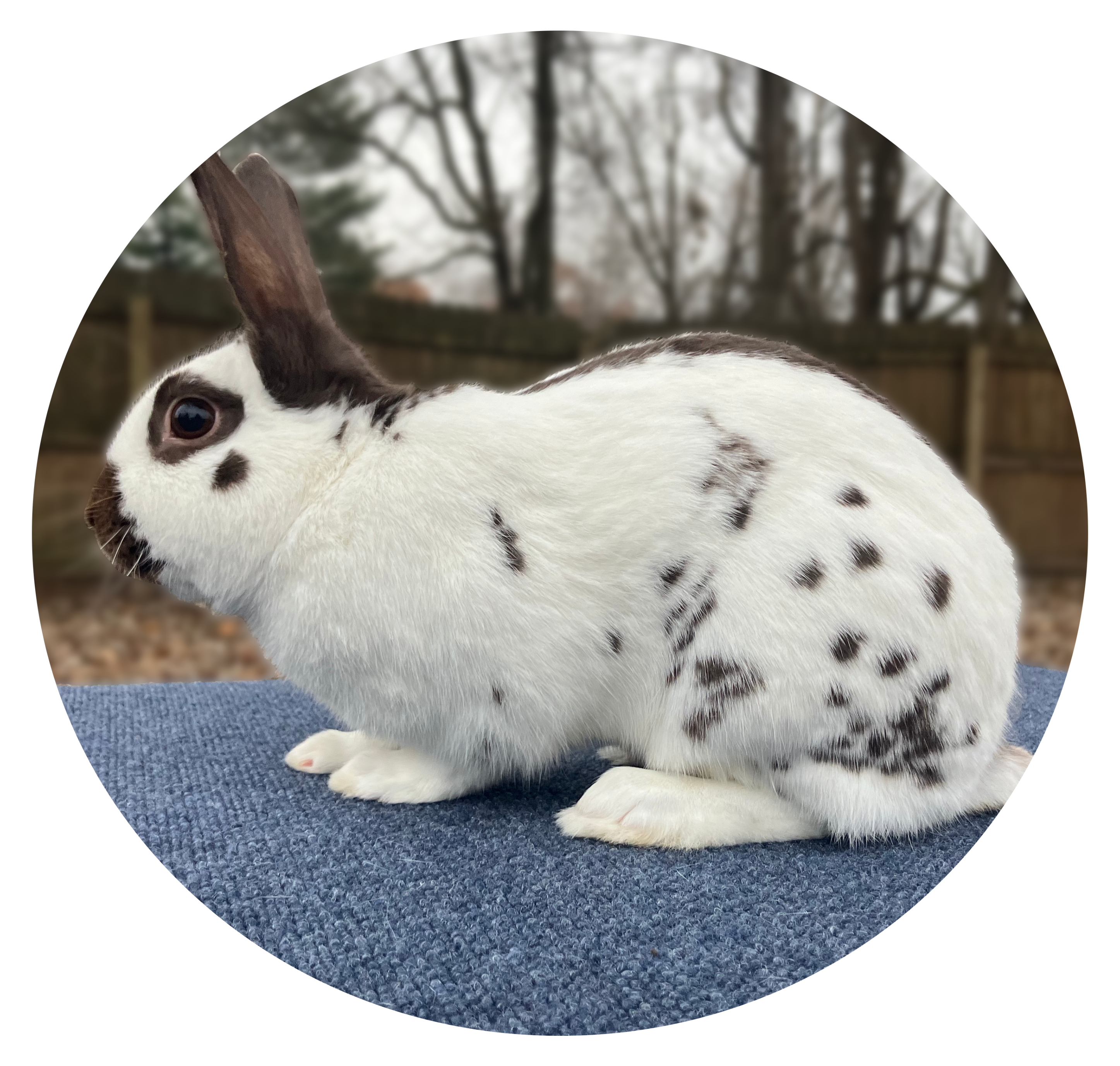 Chocolate English Spot Rabbit Image