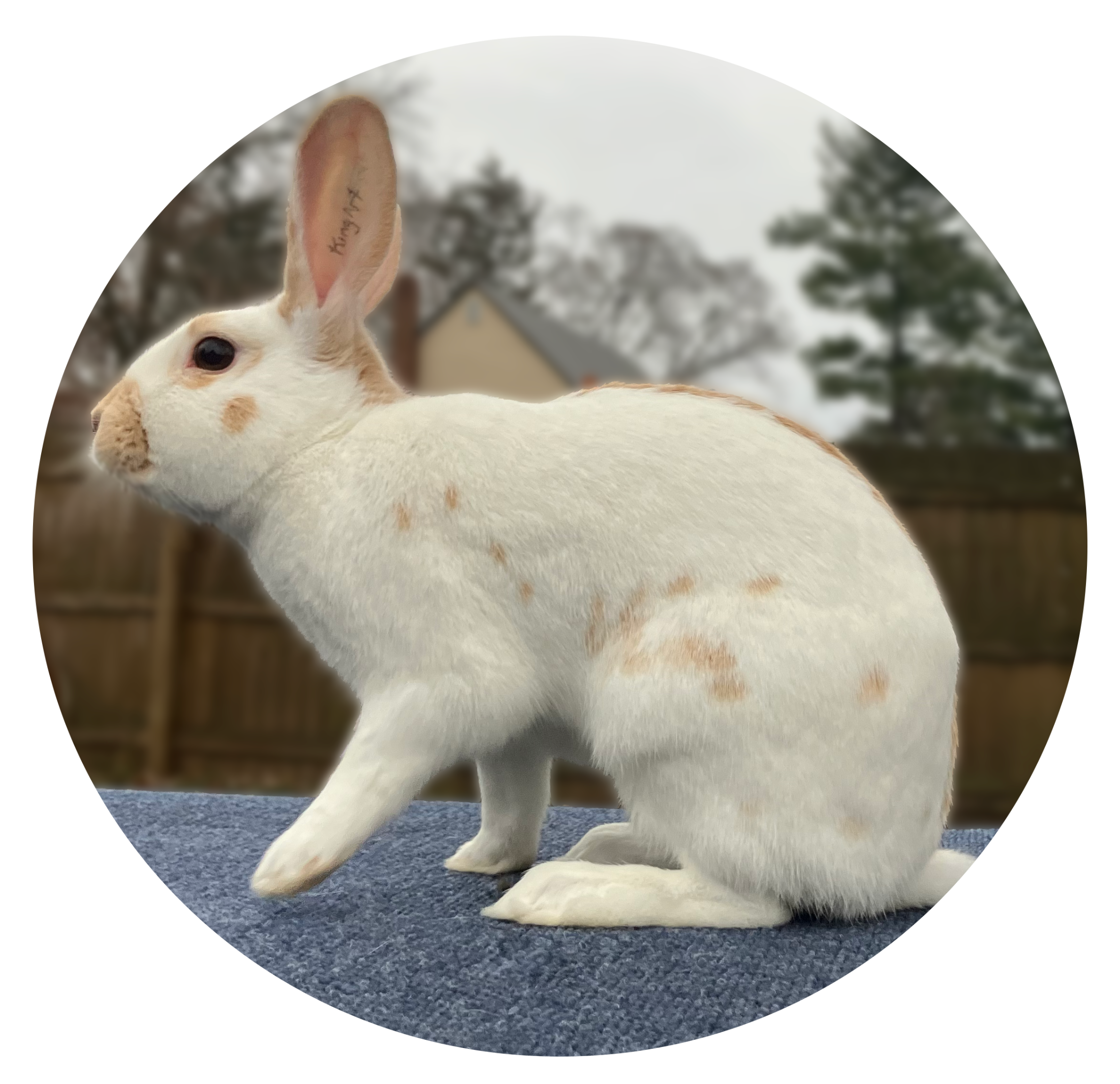 Gold English Spot Rabbit Image