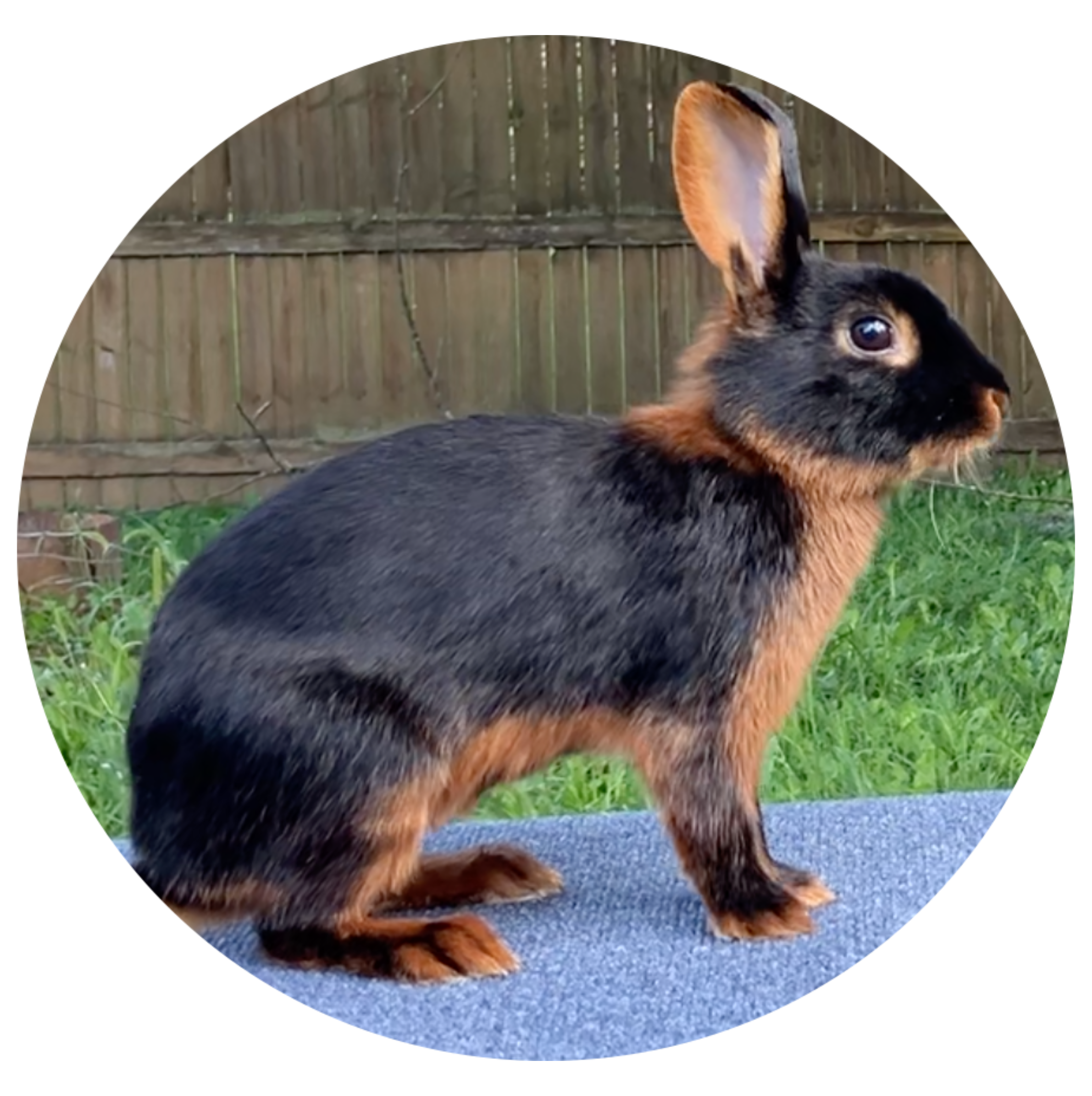 Black Tan Rabbit Image