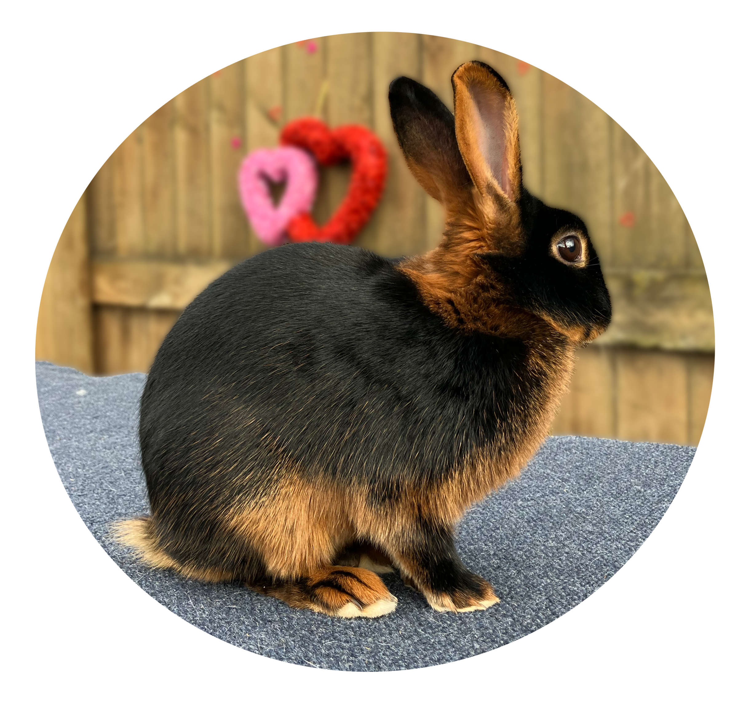 Black Tan Rabbit Image