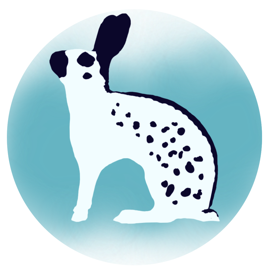 Black English Spot Rabbit Image